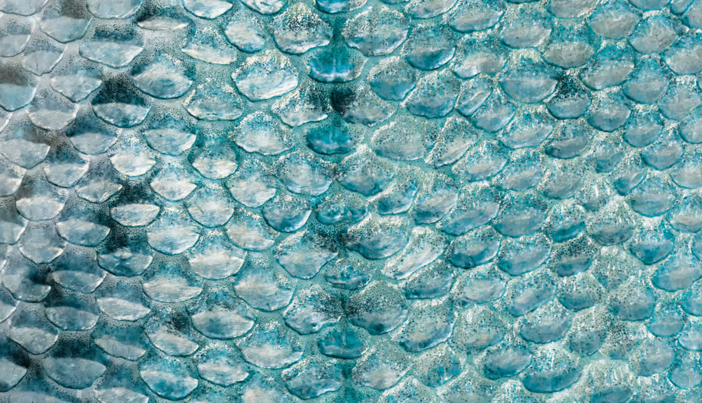 ¿Por qué los peces no tienen pelo?
