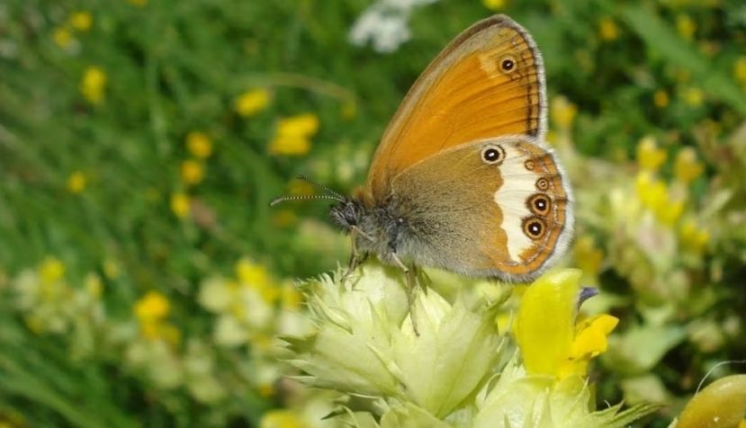 Ejemplar de ninfa perlada (Coenonympha arcania). Antoni Arrizabalaga, Author provided