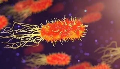 Científicos españoles han descubierto que las bacterias y virus vibran y que a partir de su frecuencia de resonancia se podría detectar e identificar las características y tipo de cualquier microorganismo. Imagen cedida por el CSIC.