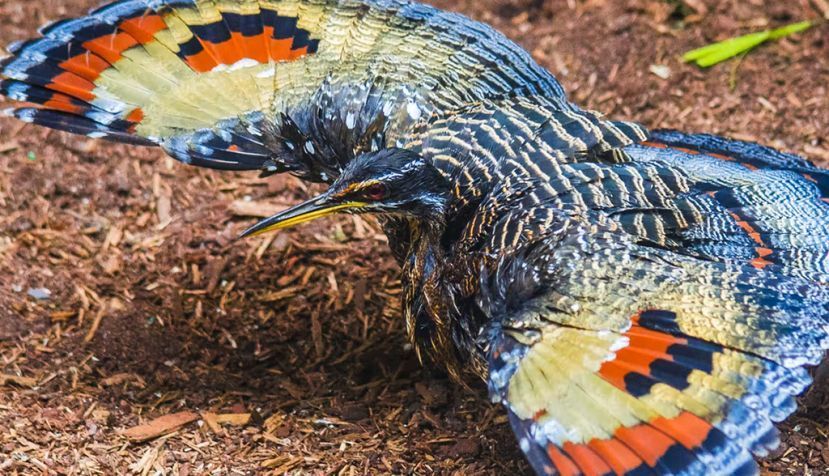 Mantener un plumaje colorido sale caro en términos de supervivencia. Quincy Floyd / Shutterstock