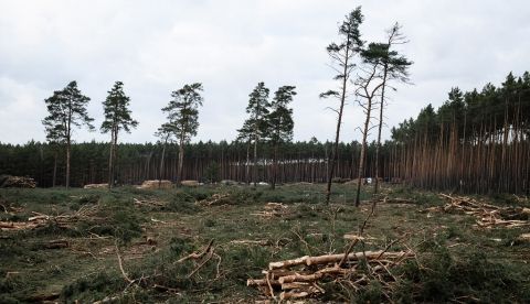 Bosque en Alemania. EFE/EPA/CLEMENS BILAN