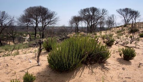 Vicente Amat: “Los parques naturales han llegado intactos gracias a la caza”