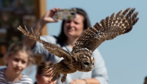 Devolución a su hábitat natural a una decena de aves, entre ellas este cárabo común, que han sido recuperadas en el Centro de Estudios de Rapaces Ibéricas (CERI) de Sevilleja de la Jara (Toledo) tras haber sufrido accidentes o incidencias que les impedían volar. EFE/Ismael Herrero