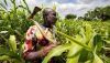 Les paysans du Burkina Faso sont inquiets pour leur avenir. Pour cause, l'insécurité grandissante, la pression foncière et la surexploitation des terres. Raphael Belmin / Cirad, CC BY-NC-ND