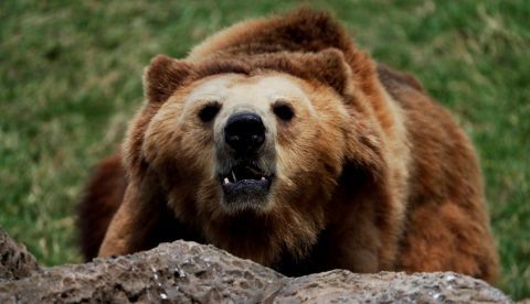 Investigadores de la Universidad de León y de Asturias hallan un colangiocarcinoma en un oso pardo/EFE.