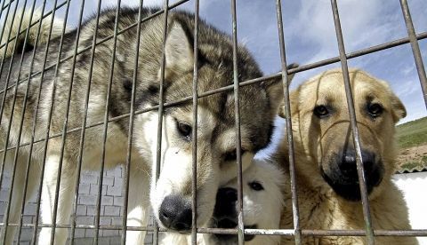 Varios perros en una Protectora de Animales. EFE/Santi Otero/Archivo 