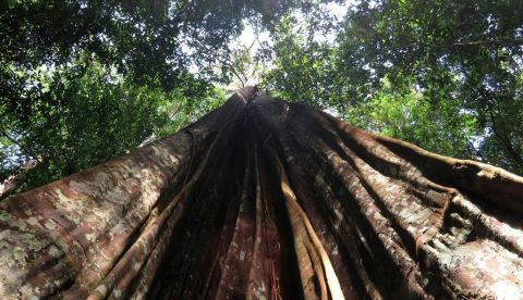 El 43% de los bosques tropicales que desaparecieron en el planeta en 2022 eran de Brasil