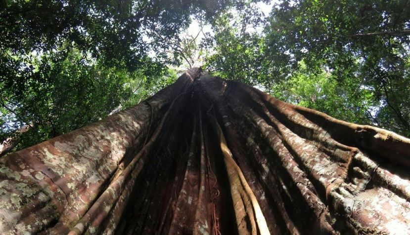 El 43% de los bosques tropicales que desaparecieron en el planeta en 2022 eran de Brasil