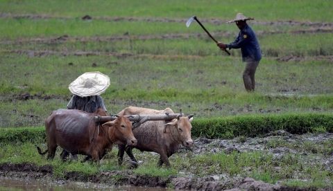 Los cambios en el uso de la tierra pueden aumentar los brotes de enfermedades/EFE/EPA