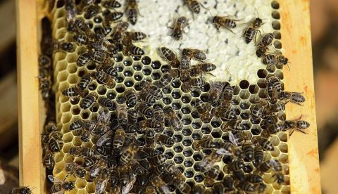 Ante el alarmante declive de las abejas y otros polinizadores, el Gobierno ha lanzado un Plan de Acción Nacional para revertir la delicada situación a la que se enfrentan estos insectos, asediados por el uso de fitosanitarios, una de sus principales amenazas. EFE/Archivo 	   