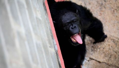 La chimpancé Samantha en el mayor santuario de chimpancés de A. Latina, en Sorocaba (Brasil). EFE/Archivo