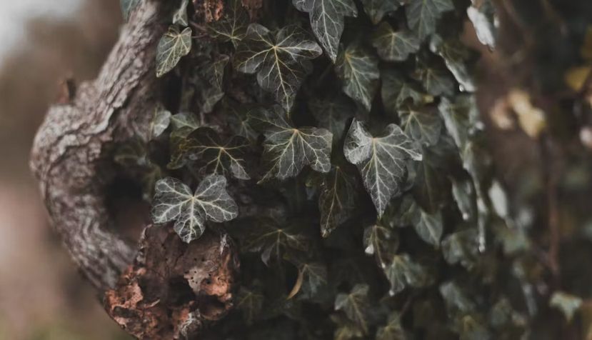 El nombre científico de la hiedra es Hedera Helix. Benjamin Huggett/Unsplash, CC BY-SA