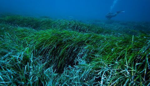 La posidonia puede capturar microplásticos según un estudio de la UB