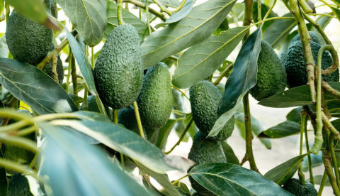 Aguacates en una plantación en Vélez-Málaga, Málaga, España. Anarociogf/Shutterstock