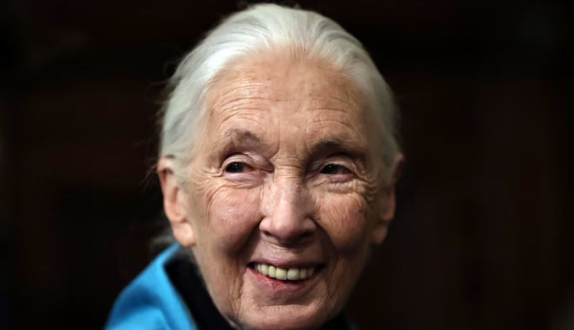 Jane Goodall: “Cada individuo elige el impacto que tiene en el planeta”