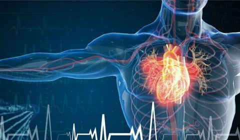 ¿Pueden los xenotrasplantes solucionar la escasez de órganos humanos?