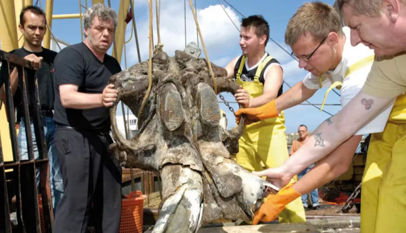Una enorme calavera de mamut lanudo es subido a bordo en el mar del Norte, frente a la costa de Stellendam, en 2005. Persburo Flakkee, Wim van Vossen Jr, cortesía de Dick Mol.