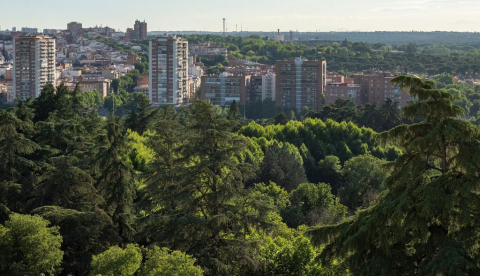  Copas de árboles en primer plano con edificios de una ciudad al fondo Lancho/Shutterstock