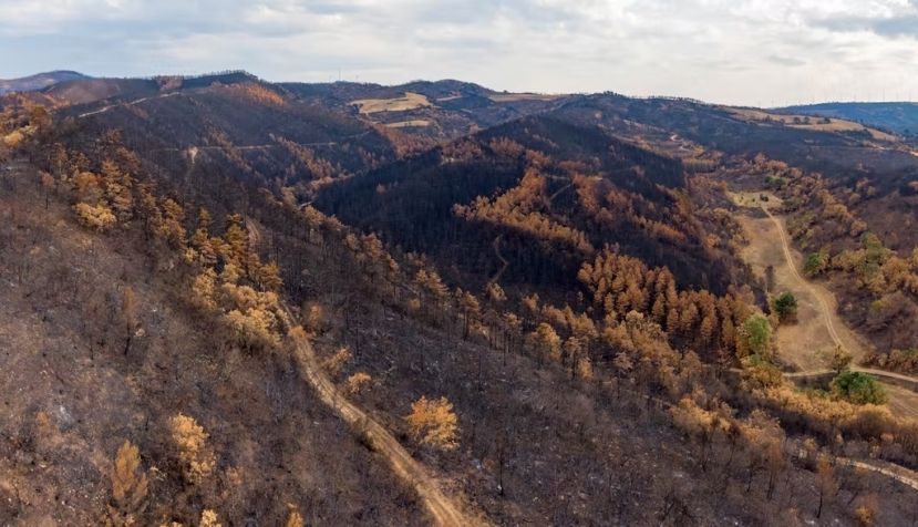 Paisaje quemado tras un incendio en Navarra, 2022. JMGarcestock / Shutterstock
