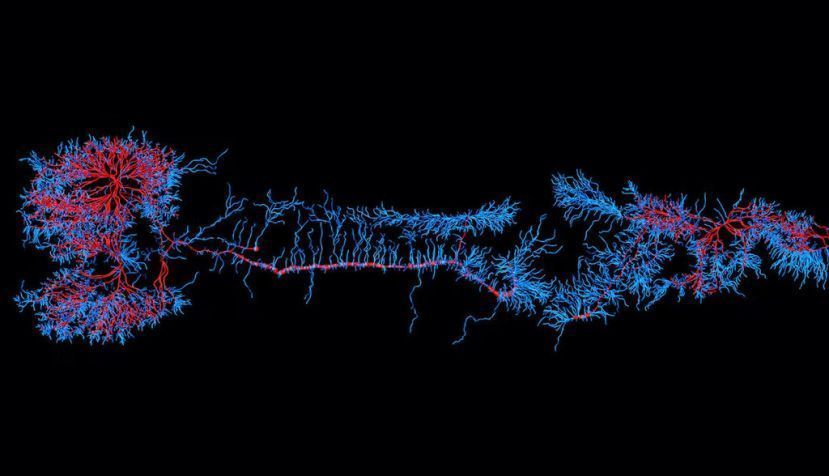 Mapa neuronal de un gusano ‘Caenorhabditis elegans’. Heiti Paves/Shutterstock