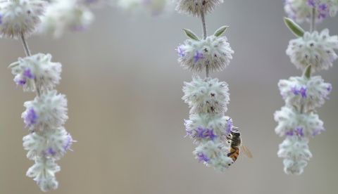 Fotografía de archivo que muestra a una abeja sobre algunas flores. EFE/Carlos Zepeda
