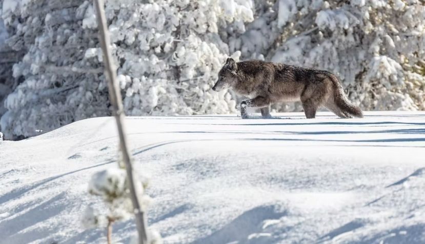 Un lobo fotografiado en el Parque Nacional de Yelowstone en 2018. NPS / Jacob W. Frank / Flikr