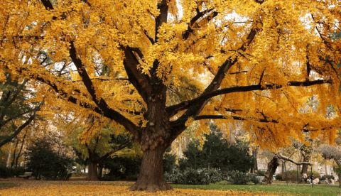 Gingko biloba en otoño. Martina MpH/Shutterstock