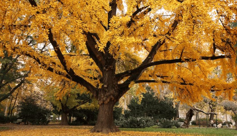 Gingko biloba en otoño. Martina MpH/Shutterstock