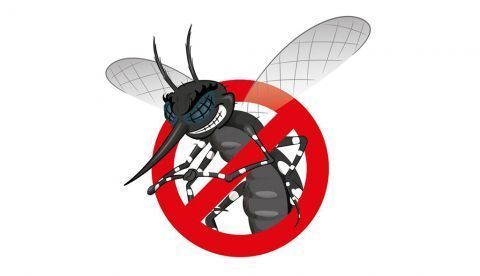 Los mosquitos y la mosca cojonera…no solo en verano