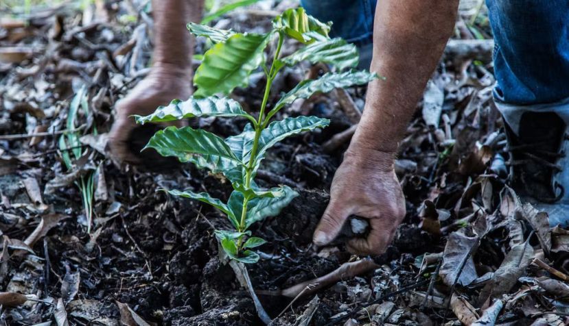  Reforestación en República Dominicana. Gobierno Danilo Medina/Flickr, CC BY-NC-ND