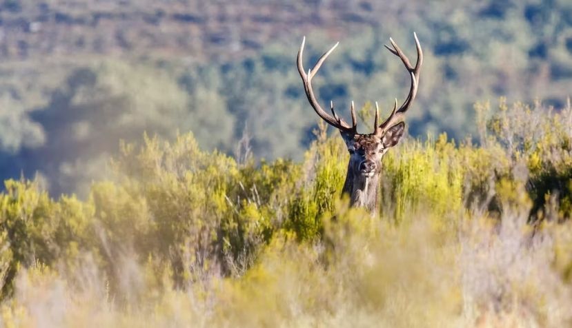 LFRabanedo / Shutterstock