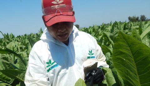 Fotografía cedida por Desarollo Económico Sustentable (DES) que muestra a una trabajadora en un campo de producción agrícola en México. EFE/DES.