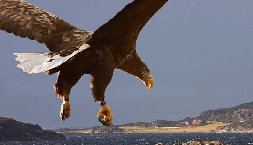 Pigargo europeo (‘Haliaeetus albicilla’). Per Harald Olsen / NTNU / Flickr, CC BY