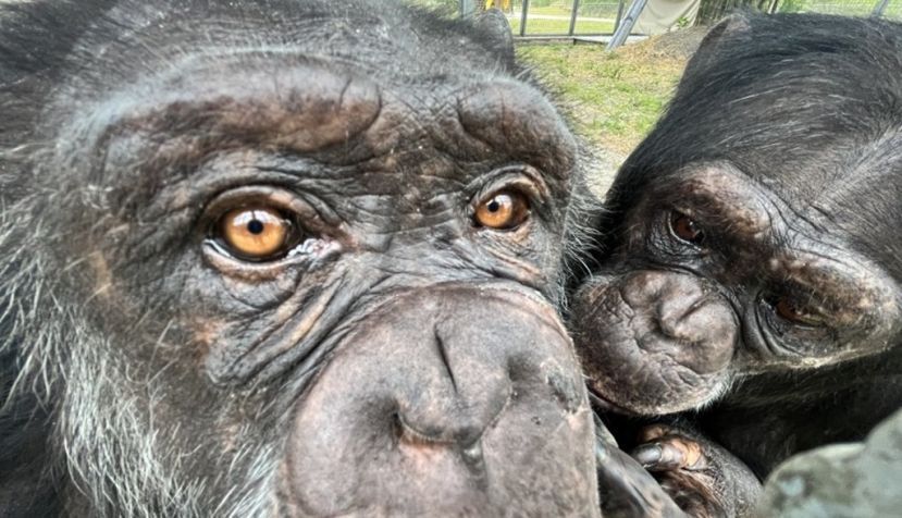 El ser humano debe entender que un chimpancé debe vivir con los suyos