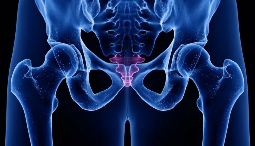 Coxis humano. Shutterstock / SciePro