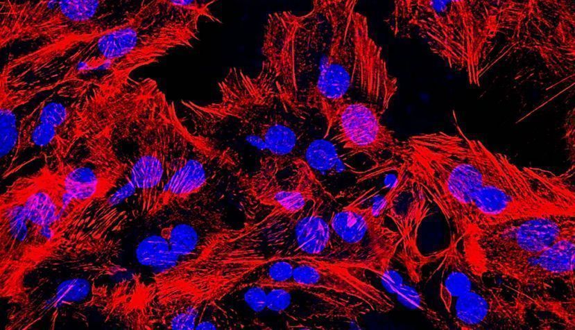 Hepatocitos marcados con sondas fluoresecentes.