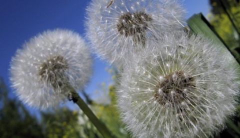 Alergia primaveral/EFE