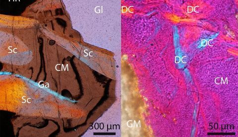 Imagen de los restos de coprolitos del yacimiento de Las Hoyas (Cuenca) analizados por investigadoras de la Universidad Autónoma de Madrid. Imagen cedida por la Universidad. EFE