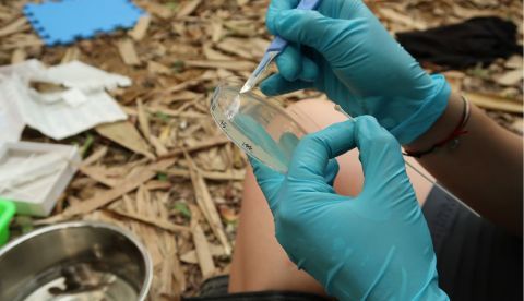 Investigadores intentan aislar el hongo Batrachochytrium dendrobatidis en una placa de petri usando una muestra recogida de un anfibio. Imagen de Dirk Schmeller facilitada por Science.