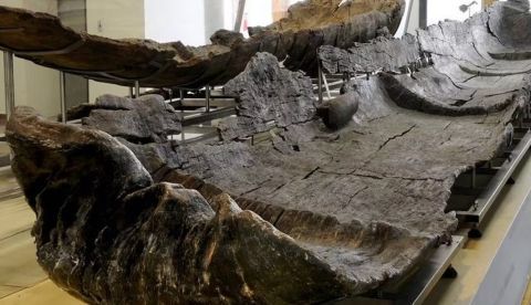 Una de las canoas neolíticas del yacimiento italiano de la Marmotta con una antigüedad comprendida entre 7.000 y 7.500 años y una tecnología muy avanzada. Museo delle Civiltà- MPE L. Pigorini, CC BY