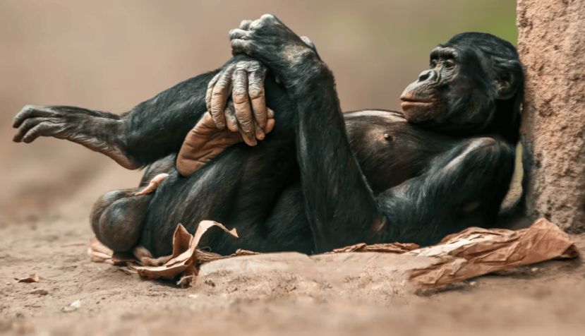Los chimpancés y los bonobos, a diferencia de los humanos, sí tienen hueso peneano. Mario Plechaty Photograph/Shutterstock
