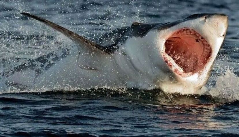 Sarah Fowler: “La extinción de los tiburones dejaría un mundo dañado”