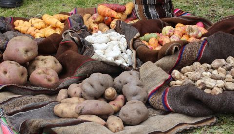 Distintas variedades de tubérculos, como patatas y ocas. EFE/Archivo 	   