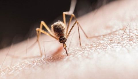 Fotografía facilitad por el CSIC Los mosquitos transmiten el parásito Plasmodium, que causa la malaria. EFE/CSIC.Pexels