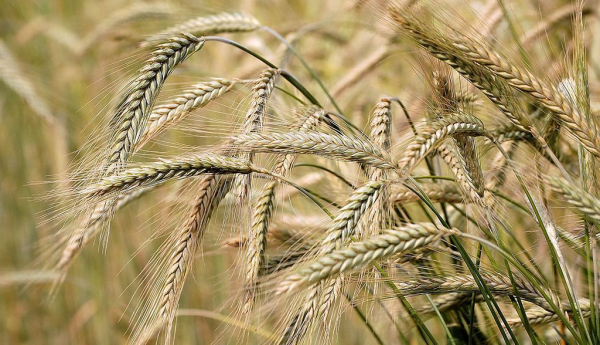 Cómo la crisis del estrecho de Ormuz amenaza nuestro suministro de alimentos