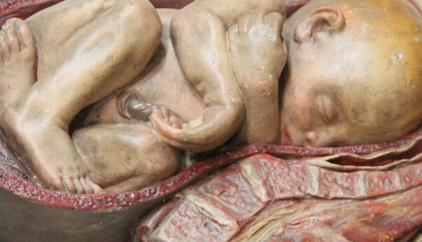 Enseñar la medicina a través del arte: la escultura anatómica en la universidad española
