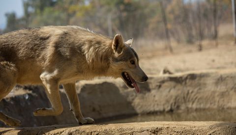 Los investigadores descubrieron este hallazgo de forma casual cuando estaban implementando una batería de pruebas de comportamiento a trece cachorros de lobo de camadas distintas. EFE/Kim Ludbrook/Archivo