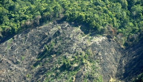 La fragmentación del hábitat provoca la extinción de los mamíferos En la imagen, una selva afectada por la deforestación. EFE/Archivo