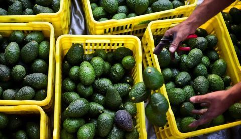 Cosecha de aguacates en Uruapan, en el estado mexicano de Michoacán. Ronaldo Schemidt/AFP via Getty Images