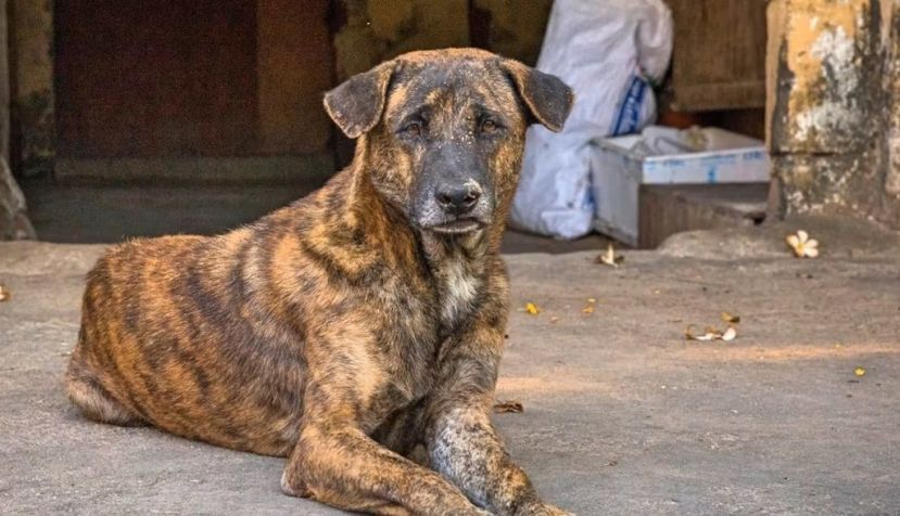 Perro recuperado del CTVT. Katherine Polak / FOUR PAWS, Author provided (no reuse)